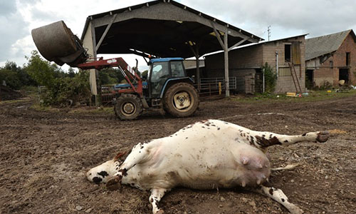 Pétition : Stop aux massacres injustifiés des animaux de la ferme !