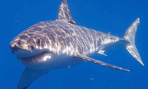 Non à l'aquarium à requins au Leclerc Baleone, oui aux écrans 3D