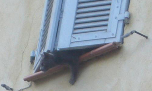 Il faut sauver 2 chats enfermés, abandonnés par leur maîtresse depuis 3 semaines à Mazaugues-Var !