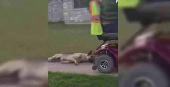 Un homme ivre traîne son chien accroché à son véhicule !