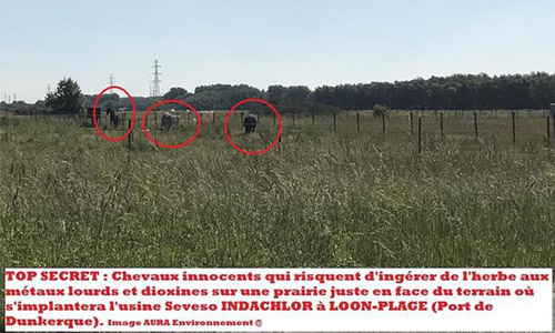 Stop projet INDACHLOR #Dunkerque : Halte salades Dreal Hauts-de-France. SAUVONS chevaux de Loon-Plage des dioxines !