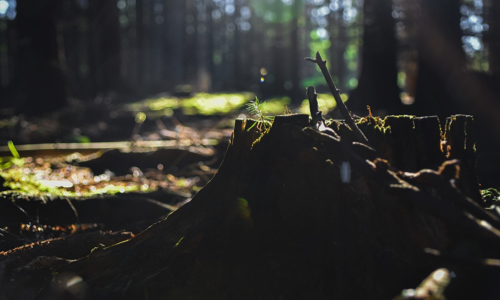 Sauvez nos arbres / Red onze bomen