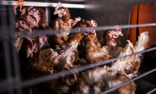 Contre une usine géante de presque 40.000 poules pondeuses à Hailles dans la Somme !