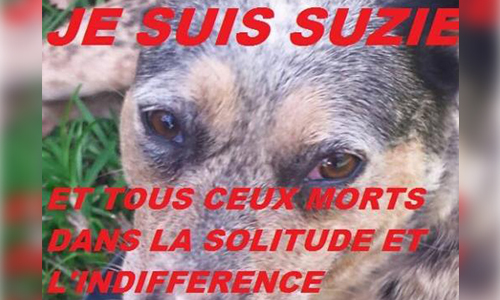 Un mois de trafic d’animaux en Nouvelle-Calédonie : plus de 800 animaux proposés à la vente, pour plus de 26 millions de francs CFP…