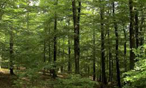 Pétition nationale pour optimiser la valorisation du patrimoine forestier et l'accès pour tous à la ressource