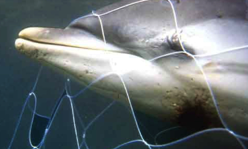 Pour que le logo de protection du dauphin devienne obligatoire sur toutes les conserves de poissons !