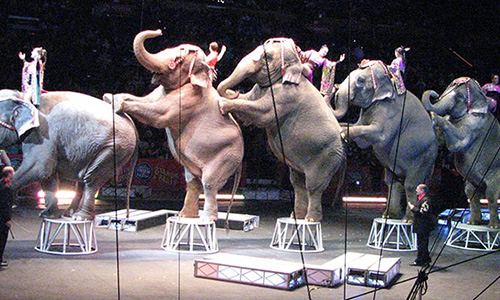 Frontignan refuse les cirques avec animaux