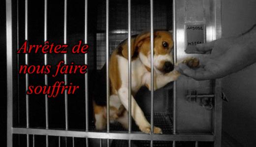 NON aux experiences sur les animaux  Petition-img-35116-fr