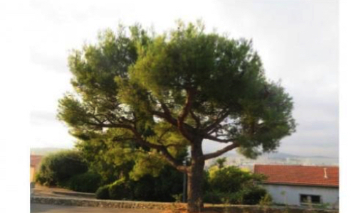 Non à l'abattage du pin d’Alep à l'entrée du Sévigné (Toulon)