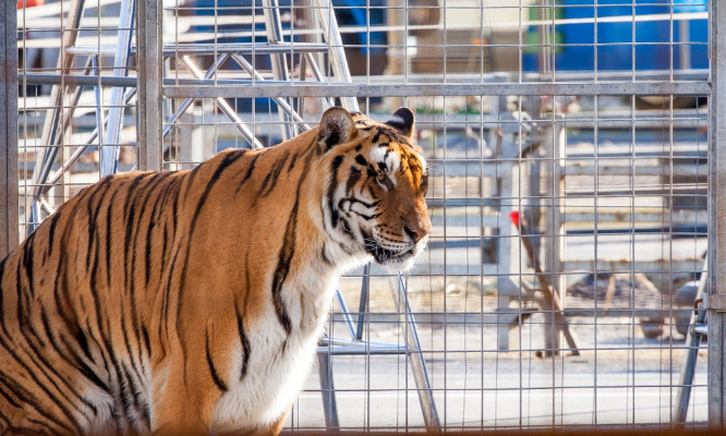 Non à l'accueil du cirque Zavatta dans notre ville !