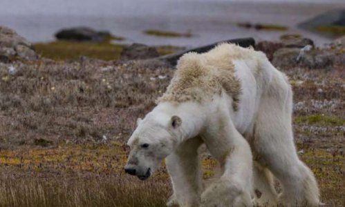 Cet ours polaire, mourant, est devenu le triste symbole du réchauffement climatique