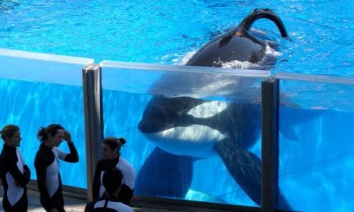 Pour la fermeture définitive de MarineLand