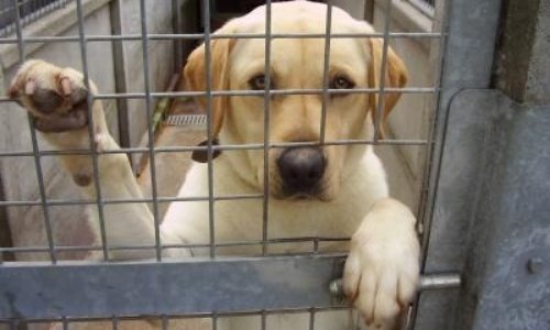 BAISSE DU PRIX DE L'ADOPTION A LA SPA