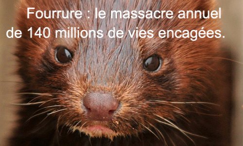 Pour un projet de loi interdisant l'élevage d'animaux à fourrure en France.