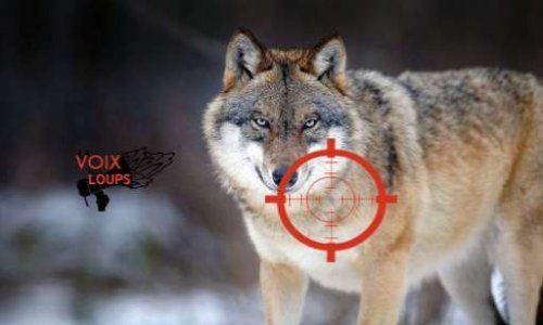 Nous demandons l'arrêt des tirs sur les loups !