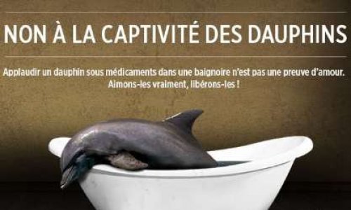 NON à l'annulation de l'arrêté interdisant la reproduction des dauphins en captivité !