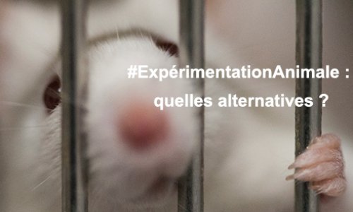 #ExpérimentationAnimale : pour des solutions alternatives !