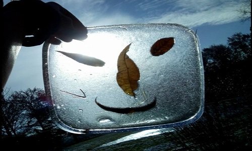 SAUVONS LA FORÊT DE ROCHECHOUART