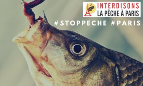 #Stoppeche : Interdisons la pêche à #Paris