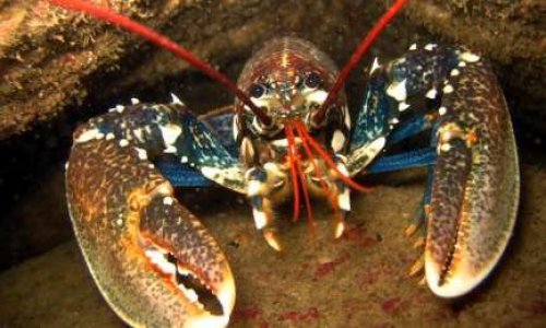 Interdiction de cuire les homards sans étourdissements
