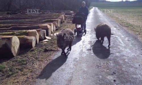 Ne tuez pas les sangliers familiers de la forêt de la Vaivre !