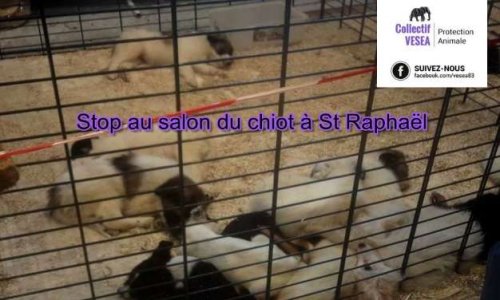 STOP AU SALON DU CHIOT à St Raphaël