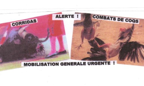 CORRIDAS, COMBATS DE COQS : ALERTE ! MOBILISATION GENERALE URGENTE !