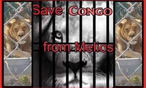 Sauvons le lion Congo !