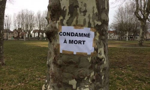 PRÉSERVONS NOS ARBRES !