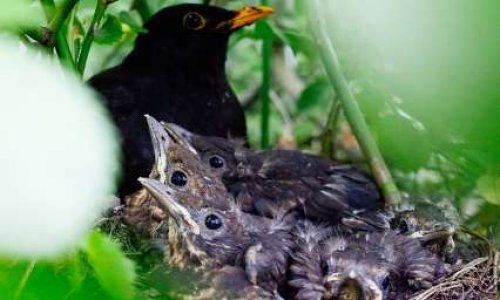 Protection des oiseaux : Stop à la taille ou coupe des arbres, de mi-mars à fin août, période de nidification.