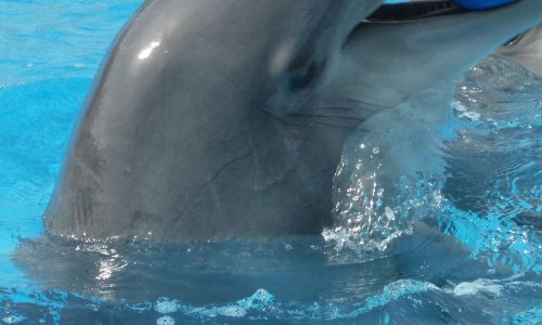 Soutenez le delphinarium au parc Asterix pour la reproduction du bien-être