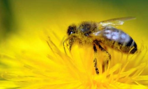 Le déclin des abeilles