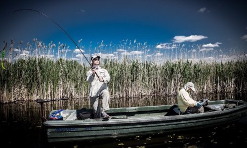 Stop au prélèvement des poissons d'eau douce en France vers l'étranger