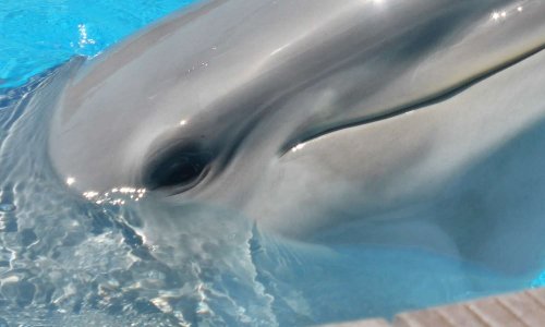 Non à la fermeture des delphinariums