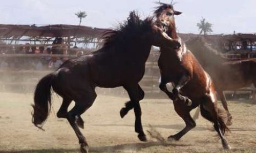 PETITION TO END THE FIGHTING ORGANIZED HORSE