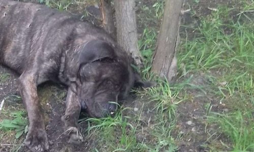 Justice exemplaire pour le cane corso massacré et retrouvé empalé sur un arbre à Liévin