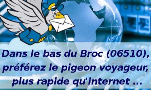 Le pigeon voyageur plus rapide qu'internet !