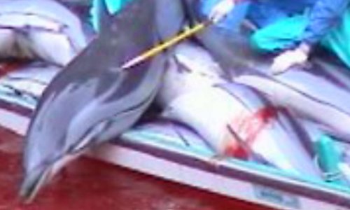 Pétition stopper le massacre des dauphins aux  Japon