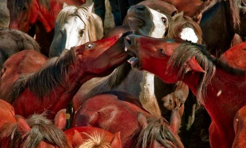 &ldquo;Rapa das Betas&rdquo;: stop mistreating horse