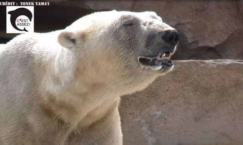 Urgence pour Raspoutine, l'ours polaire enfermé sur la côte d'Azur