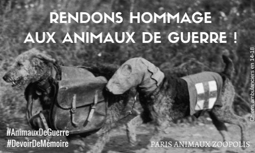 Rendons hommage aux animaux de guerre