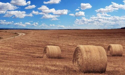 Pour le retour de l'amour est dans le pré en juin