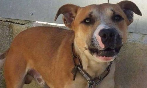 Mobilisation pour le chien LORD, menacé d'euthanasie, sur ordre de la mairie de Niort