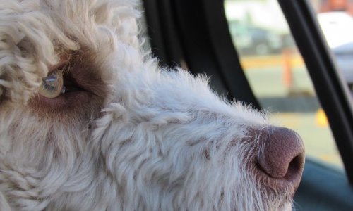 Stop à l'enfermement des chiens dans les voitures l'été