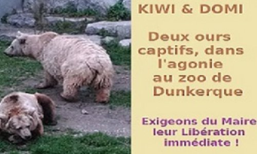 Servitude Involontaire au zoo de Dunkerque, pour deux ours, Kiwi, star du film "l'Ours", et son compagnon Domi, asservis par le Maire, sur l'autel de l'intérêt pécuniaire