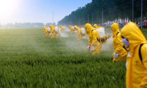 Dicamba : l’herbicide de l’apocalypse