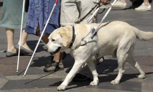 Pour que les chiens-guides d'aveugles soient acceptés dans les lieux publics