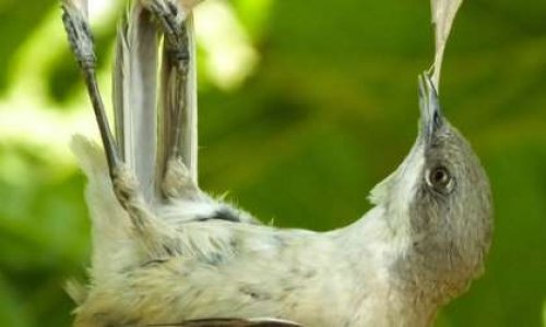Stop aux massacres de millions d'oiseaux à la chasse par des pièges (glu, filet)