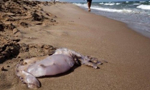 Panneaux sur les plages interdisant de tuer et de sortir les méduses de leur habitat naturel