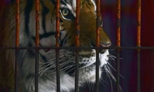 Pour le retrait des animaux sauvages au festival du cirque de Massy